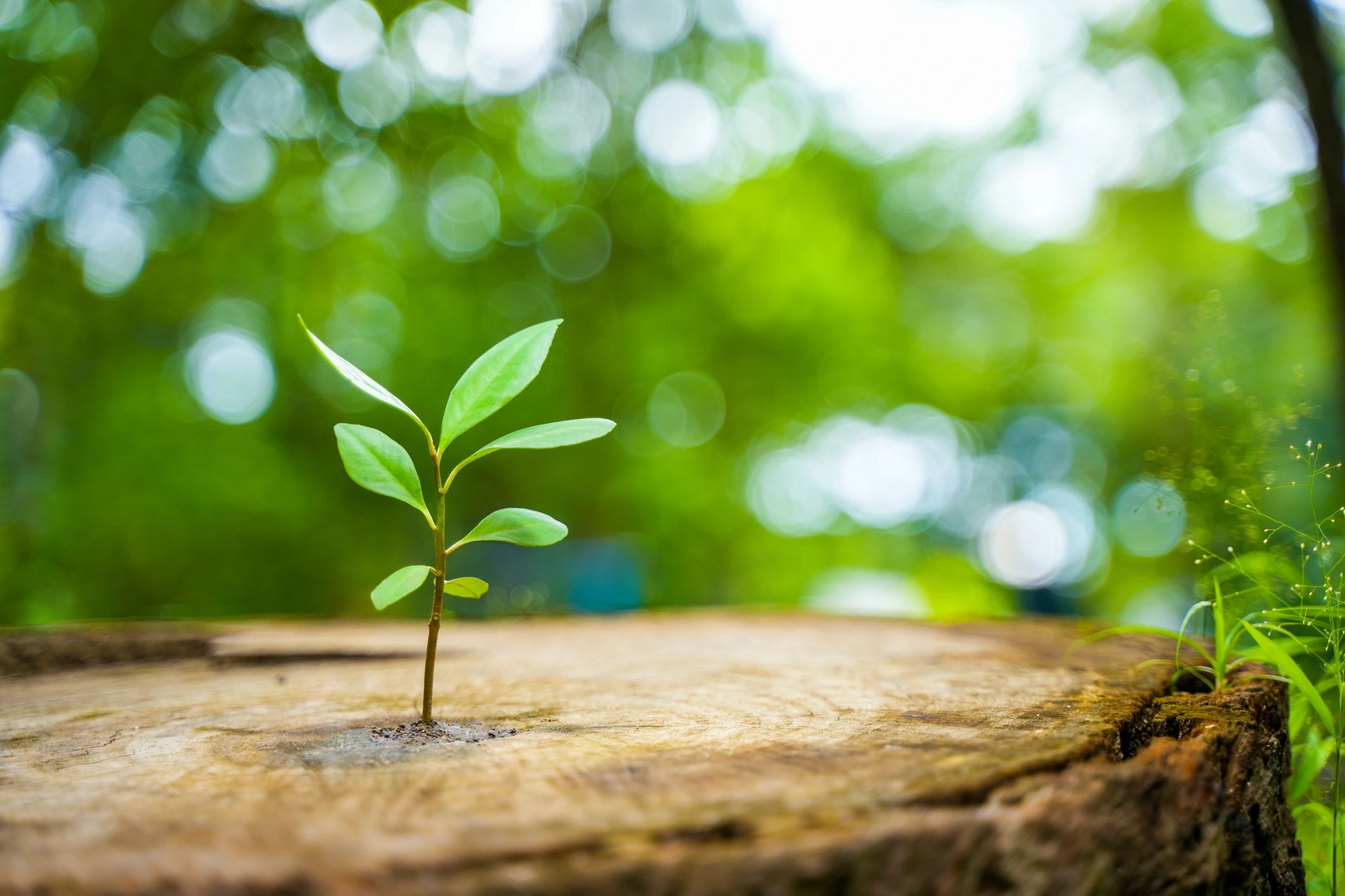 Green seedling growing from wood, symbolizing new growth